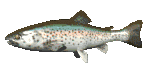 Floating Fish